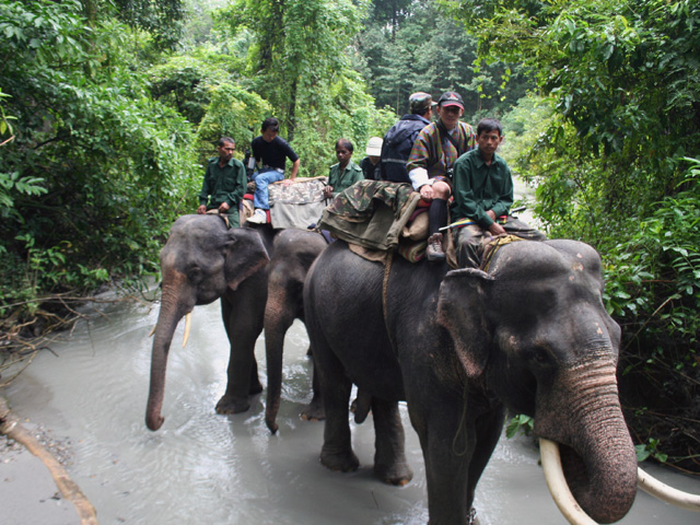 Wildlife Safari